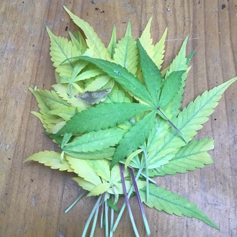 WCAPF #1 growlog timeline photo