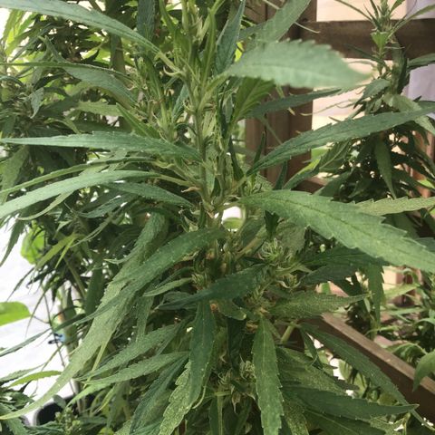 WCAPF #1 growlog timeline photo