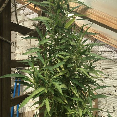 WCAPF #1 growlog timeline photo
