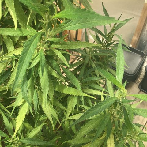 WCAPF #1 growlog timeline photo