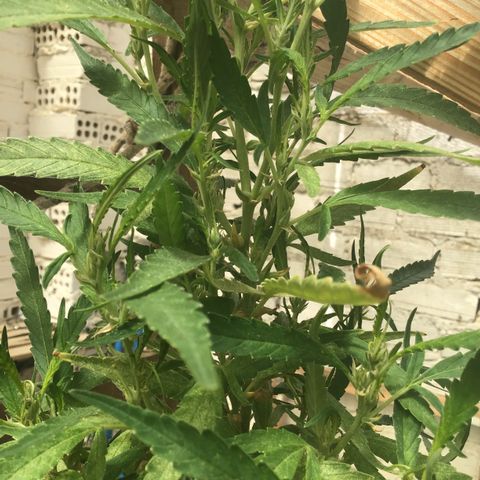 WCAPF #1 growlog timeline photo