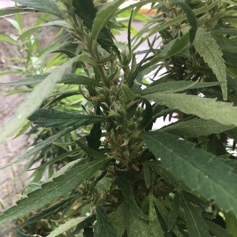 WCAPF #1 growlog timeline photo