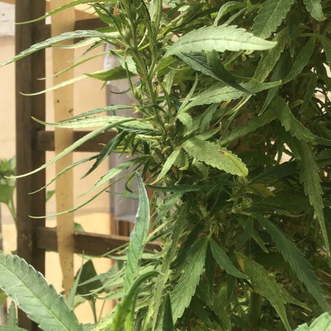 WCAPF #1 growlog timeline photo