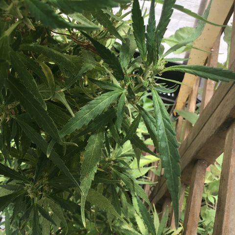 WCAPF #1 growlog timeline photo