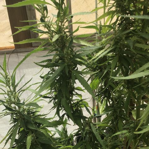 WCAPF #1 growlog timeline photo