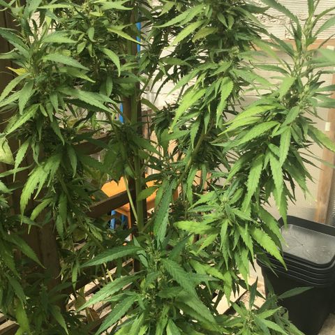 WCAPF #1 growlog timeline photo