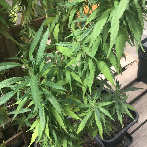 WCAPF #1 growlog timeline photo