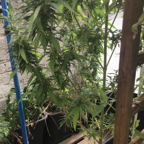 WCAPF #1 growlog timeline photo