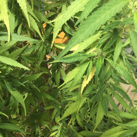WCAPF #1 growlog timeline photo