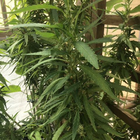 WCAPF #1 growlog timeline photo