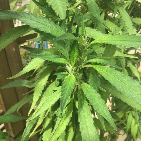 WCAPF #1 growlog timeline photo