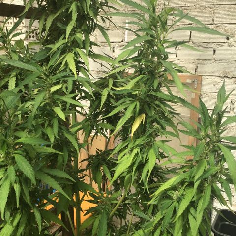 WCAPF #1 growlog timeline photo