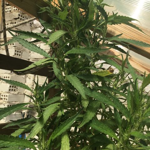 WCAPF #1 growlog timeline photo
