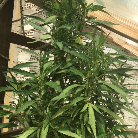 WCAPF #1 growlog timeline photo