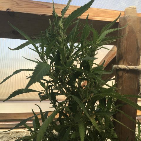 WCAPF #1 growlog timeline photo