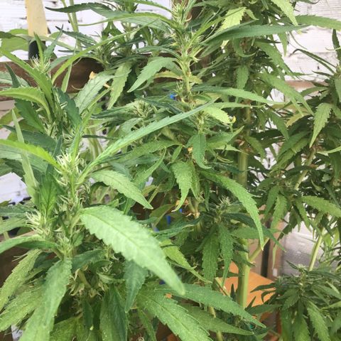 WCAPF #1 growlog timeline photo