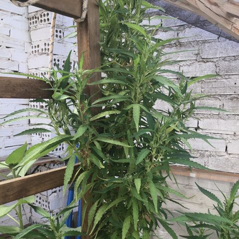 WCAPF #1 growlog timeline photo