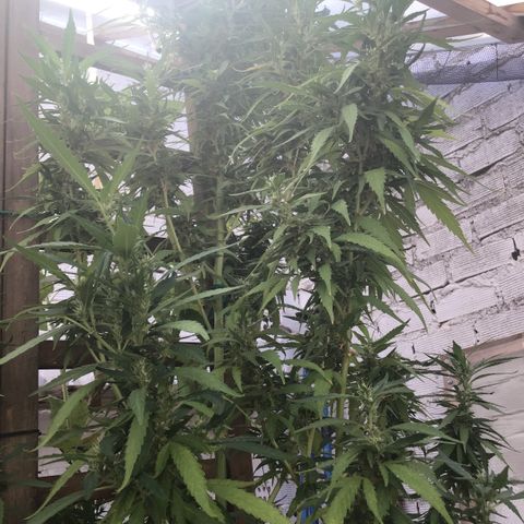 WCAPF #1 growlog timeline photo