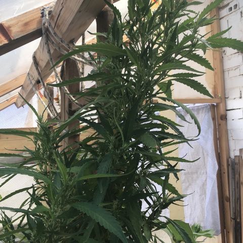 WCAPF #1 growlog timeline photo