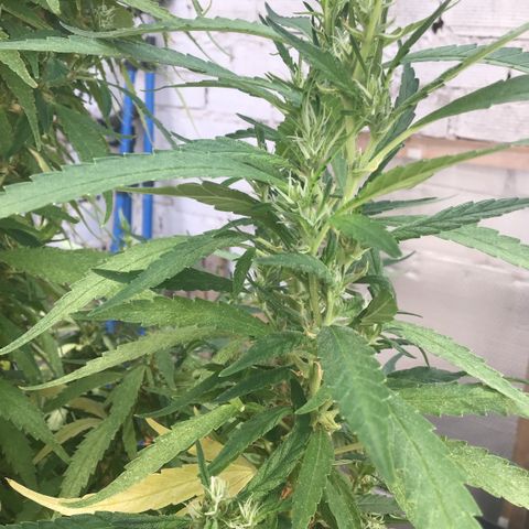 WCAPF #1 growlog timeline photo