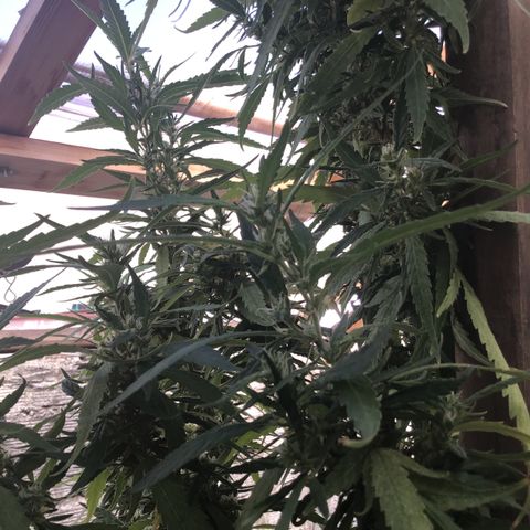 WCAPF #1 growlog timeline photo