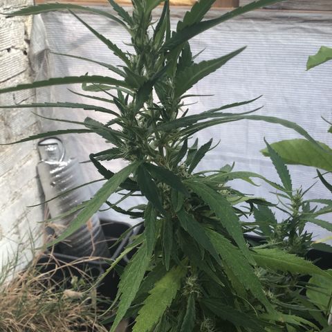 WCAPF #1 growlog timeline photo
