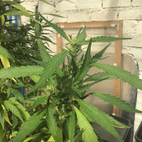 WCAPF #1 growlog timeline photo