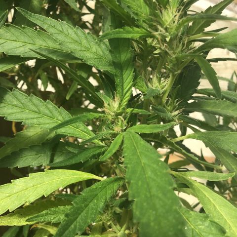 WCAPF #1 growlog timeline photo