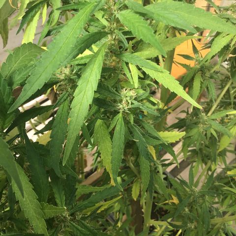 WCAPF #1 growlog timeline photo
