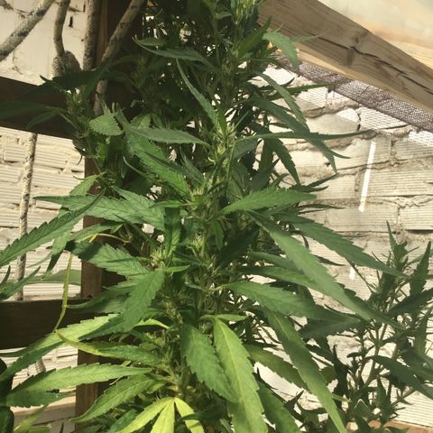 WCAPF #1 growlog timeline photo