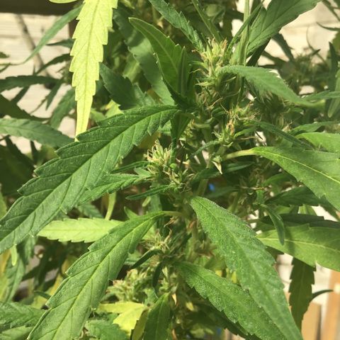 WCAPF #1 growlog timeline photo