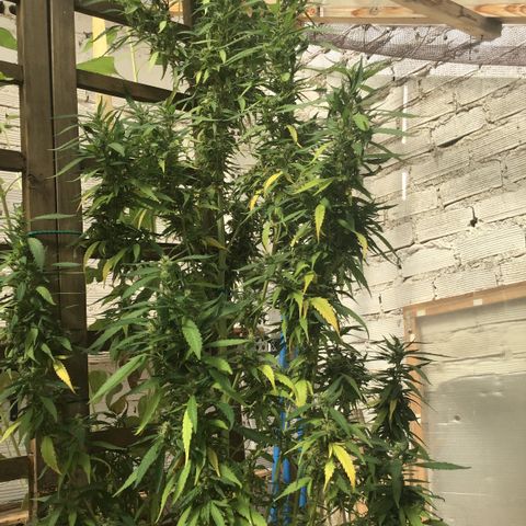 WCAPF #1 growlog timeline photo