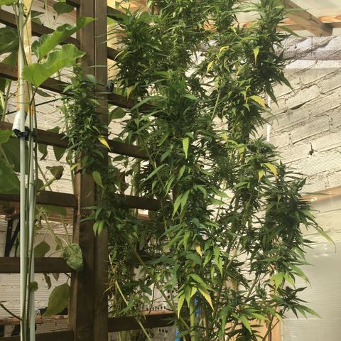 WCAPF #1 growlog timeline photo