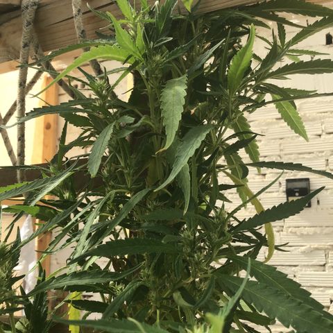 WCAPF #1 growlog timeline photo