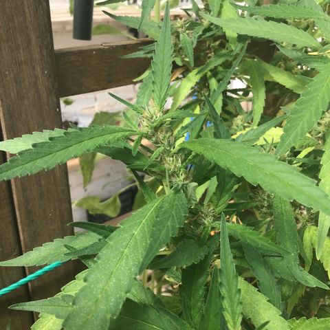 WCAPF #1 growlog timeline photo