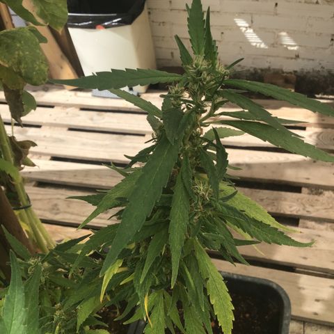 WCAPF #1 growlog timeline photo
