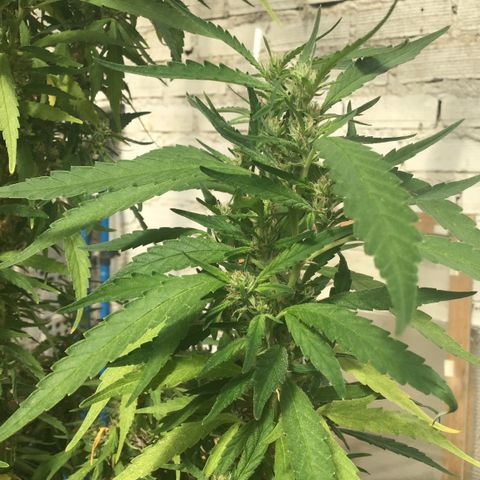 WCAPF #1 growlog timeline photo