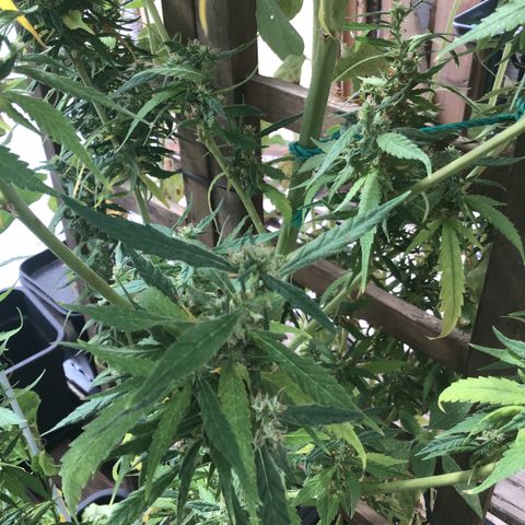 WCAPF #1 growlog timeline photo