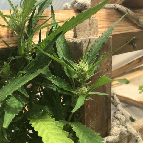 WCAPF #1 growlog timeline photo