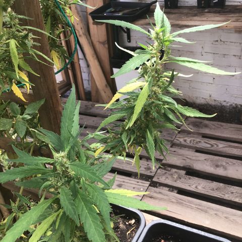WCAPF #1 growlog timeline photo