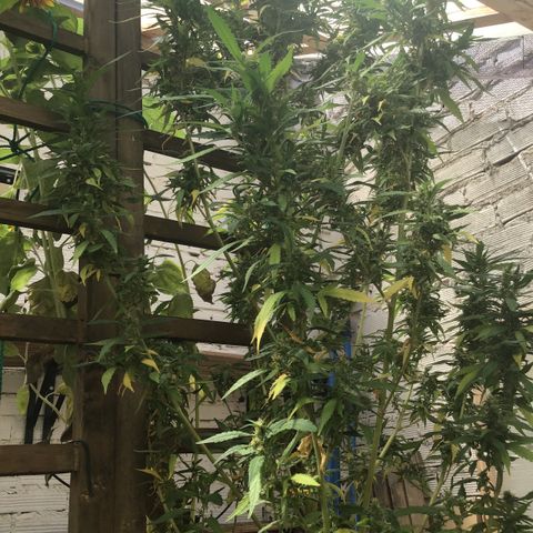 WCAPF #1 growlog timeline photo