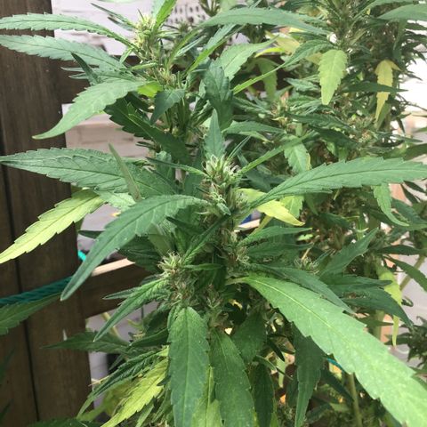 WCAPF #1 growlog timeline photo