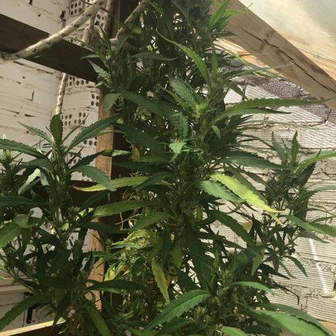 WCAPF #1 growlog timeline photo