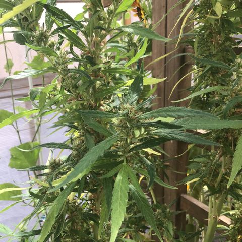 WCAPF #1 growlog timeline photo