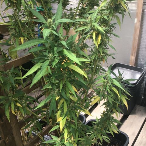 WCAPF #1 growlog timeline photo