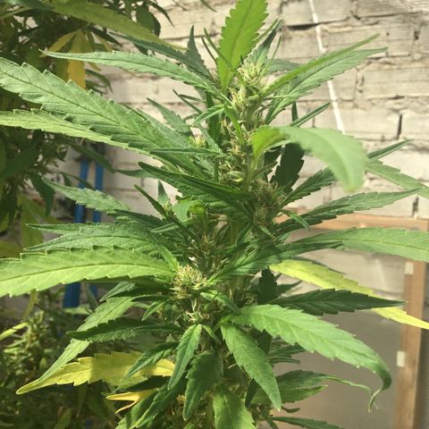 WCAPF #1 growlog timeline photo