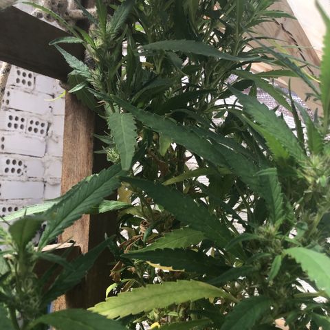 WCAPF #1 growlog timeline photo