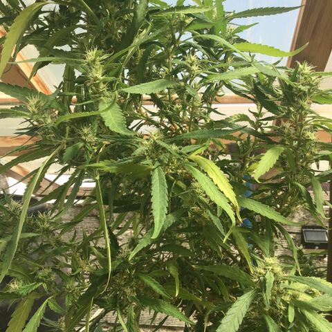 WCAPF #1 growlog timeline photo