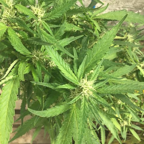 WCAPF #1 growlog timeline photo