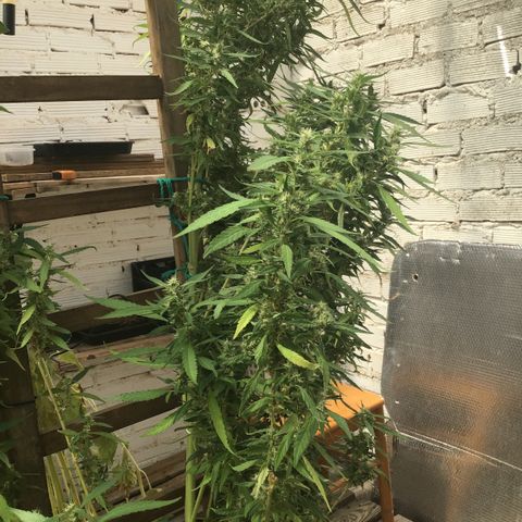 WCAPF #1 growlog timeline photo